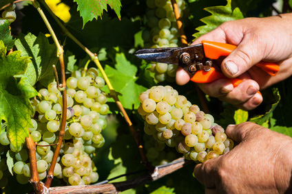 Champagne Paul Pothelet - Le Vignoble
