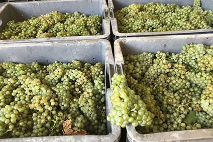 Champagne Paul Pothelet - Le Vignoble