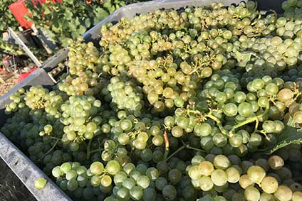 Champagne Paul Pothelet - Le Vignoble